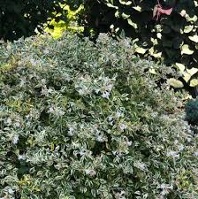 Image result for Limosella grandiflora