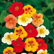 Found only in india, these plants are threatened due to habitat loss. Yukio Seed Corner 50pcs Perennial Climbing Nasturtium Indian Cress Tropaeolum Majus Hardy Perennial Flower Seeds For Slopes Fences And Window Boxes Buy Online In Romania At Desertcart Ro Productid 145801463