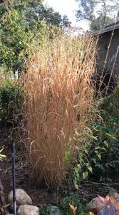 We did not find results for: Panicum Virgatum Hot Rod