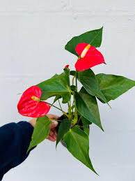 Image result for Anthurium andraeanum