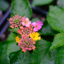 Image result for Lantana