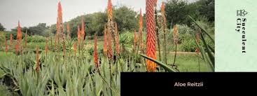 Image result for Aloe zebrina