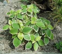 Image result for Acalypha polymorpha