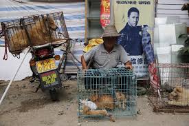 Cin De Yulin Kopek Eti Festivali Yasaklandi Haberler Com Dunya