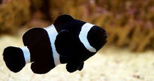 Black And White Spotted Saltwater Fish Black Clown Fish Saltwater Fish Tanks Marine Fish Clown Fish