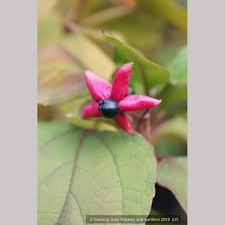 Image result for Clerodendrum johnstonii