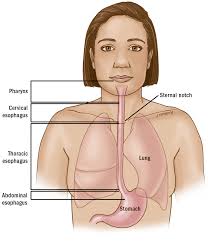 Image result for esophagus