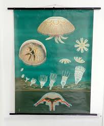 1960 Natural History School Chart Jellyfish Jung Koch