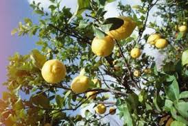 Citrus canker (bacterial canker) (636 kb, pdf) identification tip: White Insects On Lemon Trees Under Leaves