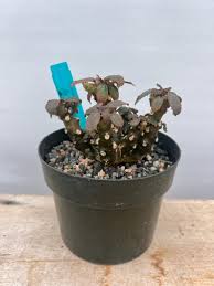 Image result for Dorstenia
