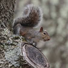 Image result for squirrel