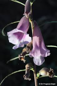 Image result for Sesamum angustifolium