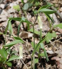 Image result for Clutia sessilifolia