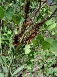 Image result for Indigofera subulifera