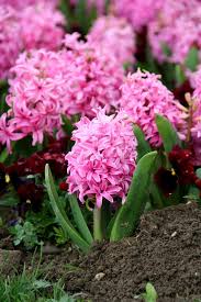 Image result for Hyacinthaceae