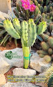 Image result for Myrtillocactus