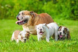 A cesarean surgery in dogsfollows a direct procedure to assure adequate timing in assuring a maximum success rate and to avoid complications. How Many C Sections Can A Bulldog Have Find Out More