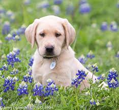 If you are looking to adopt a puppy or buy a dog, but haven't settled on a breed take a look here! Silver Dollar Dogs And Our Silver Labradors