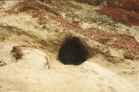 Spider: large fangs! Shiny carapace almost like a tarantula. About the  width of a poker chip with its legs stretched out. (Hay River)