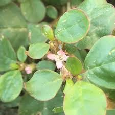 Image result for Trianthema