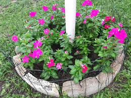 Image result for Pentas micrantha