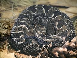 Timber rattlesnake, a beauty that inhabits the thick woodlands of north america, is the largest of the venomous pit vipers found in pennsylvania. Putting Rattlesnakes In The Quabbin Reservoir