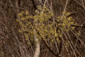 Image result for Steganotaenia