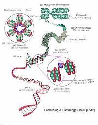 4.1 Genes, Alleles, Chromosomes, Mutations - SL/HL2 Biology Ferguson