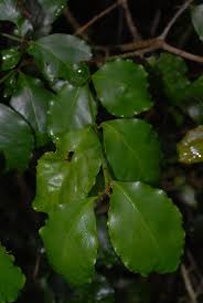 Image result for Scutia myrtina