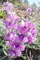 Image result for Galenia procumbens