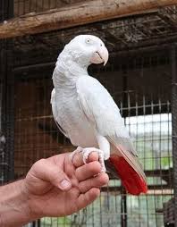 Bird Aviary For Sale Durban Albino African Grey Parrot How Cool Parrots Africangreys Unique Rare Albino Animals Albino Animals African Grey Parrot