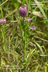 Image result for Polygala macrostigma