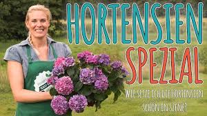 Dieser pinnwand folgen 869 nutzer auf pinterest. Hortensien Spezial Wie Setze Ich Die Hortensie Schon In Szene Youtube