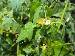 Image result for Cardiospermum halicacabum