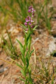 Image result for Polygala macrostigma