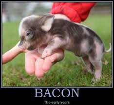 Bacon The Early Years Funny Pig Meme Picture