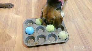 Supplies will include dog shampoo, a. Diy Dog Puzzles 6 Different Ideas Top Dog Tips