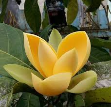 Jenis terakhir dari bunga cempaka adalah cempaka ungu dengan nama latin magnolia liliaflora dan kelopak ungu cerah. Bunga Cempaka Kuning Steemit