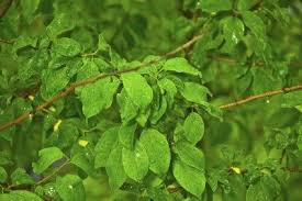 Usually, an apricot is from the species p. Apricot Tree Won T Flower How To Get Blooms On Apricot Tree