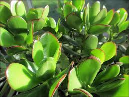 11 Of The Best Plants To Have On Your Coffee Table In 2020 Plants Cool Plants Jade Plants