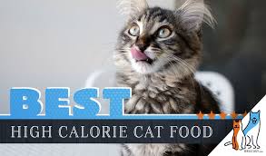 7 best high calorie cat foods our guide to help cats gain