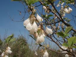 Check spelling or type a new query. Halesia Carolina Carolina Silverbell Common Silverbell Mountain Silverbell Opossum Wood Shittimwood Silver Bell Snowbell Tree North Carolina Extension Gardener Plant Toolbox