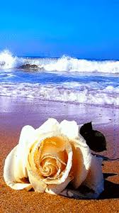 Pin By Angềlique La Mส Rguisề On M O R E Colorful Pictures Flowers Beautiful Roses