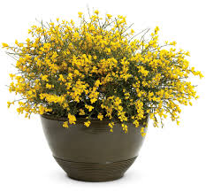 Image result for Genista