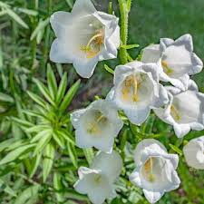 Canterbury Bells White In 2020 Showy Flowers Moon Garden Garden Girls