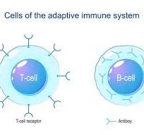 230点を超えるT Cellのイラスト素材、ロイヤリティフリーの ...
