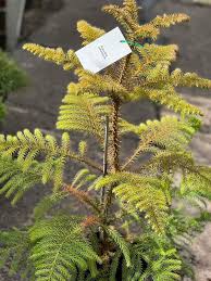 Image result for Araucaria columnaris