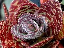 Image result for Kalanchoe humilis