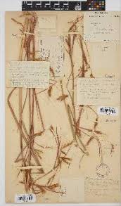 Image result for Hypericophyllum elatum