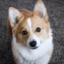 Corgis and australian cattle dogs, which are the two breeds mated to produce these puppies, are way up in the intelligence ladder. Puppies Now Available The Official Site Of Rocky Mountain Corgis